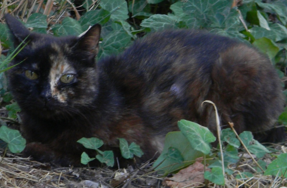 Sol, su nombre lo dice todo. Espectacular gata carey en adopción