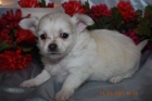 Tu Chihuahua, un precioso cachorro - mejor precio | unprecio.es