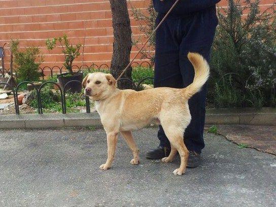 Naín en perrera. urge acogida/adopción