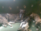 cAchorros de galgo - mejor precio | unprecio.es
