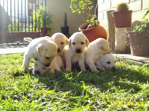 CANICHER TOY, YORKSHRIE TERRIER, COCKER INGLES, BEAGLE TRICOLORES, LABRADORES, BOXER,