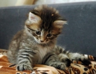 Gato Siberiano Macho, con Pedigree - 10 semanas de edad - mejor precio | unprecio.es