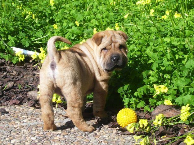 PRECIOSO SHAR PEI CANELA PARA MONTA