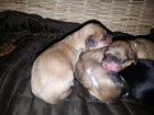 se regalan camada de 4 perros - mejor precio | unprecio.es