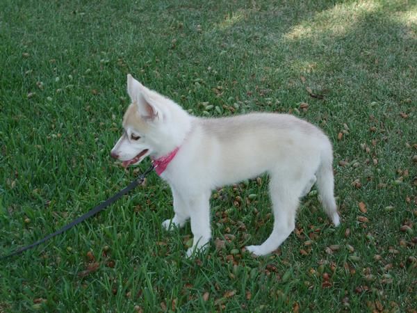 Se vende hembra husky siberiano