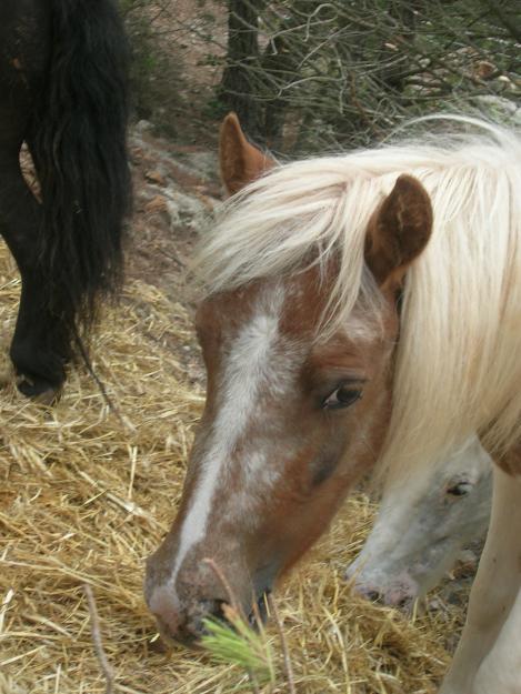 Vendo ponis