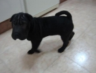 Vendo preciosa cachorrita de SHAR PEI - mejor precio | unprecio.es