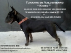 Bull Terrier Miniatura Macho Para Monta - mejor precio | unprecio.es