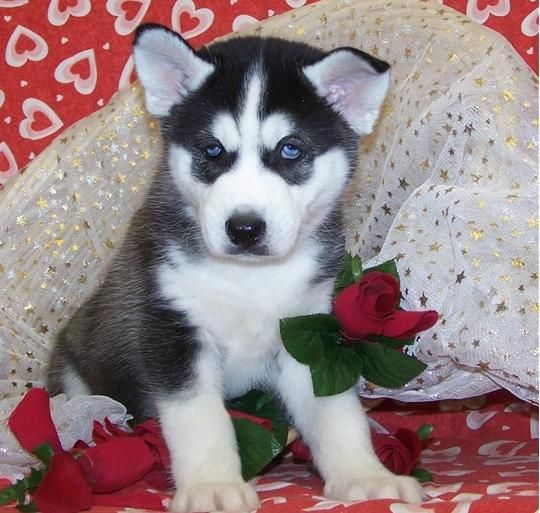 Cachorritos de HUSKY-SIBERIANOS