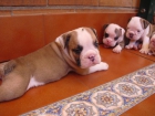 cachorros bulldog ingles - mejor precio | unprecio.es