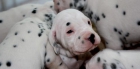 camada cachorros dalmata - mejor precio | unprecio.es