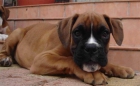 camada nacional cachorro boxer pedigree - mejor precio | unprecio.es