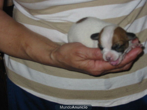 Chihuahuas,cachorros,machos y hembras.Enseñamos padres.