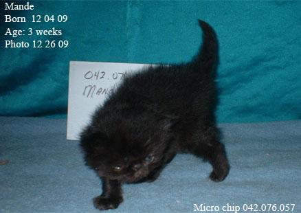 Microchip negro gatita Persa (11 semanas)