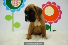 Boxer Camada ( Canela pecho Blanco ) www.animalflower.es - mejor precio | unprecio.es