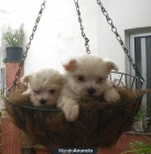 CACHORROS DE BICHON MALTES, A BUEN PRECIO, INFORMATE - mejor precio | unprecio.es