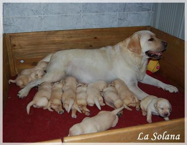 Cachorros de Labrador Retriever hijos del Campeón de España