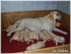 Cachorros de Labrador Retriever hijos del Campeón de España - mejor precio | unprecio.es