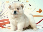 CHOW CHOW CACHORROS DE GRAN CALIDAD - mejor precio | unprecio.es