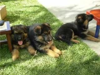 Impresionantes cachorros de pastor aleman libres de displasia