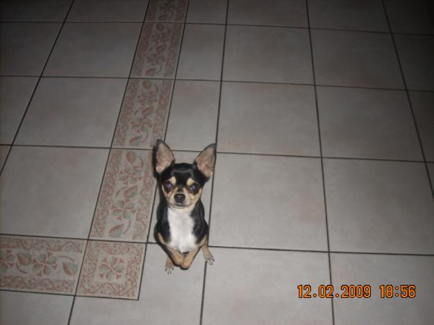 precioso chihuahua para montas