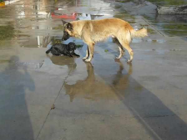 Regalo Pastor Belga cruce con lobo