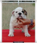 regalo Precioso cachorrosbulldog ingles \" pedigree nacional\" q - mejor precio | unprecio.es