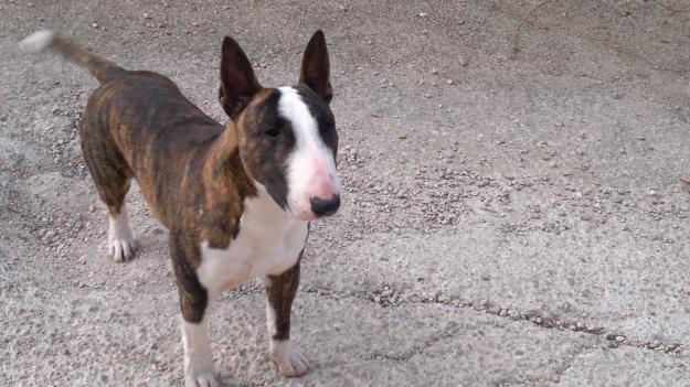 Se ofrece macho Bull Terrier Miniatura para montas Valencia