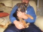 Cachorra Pastor Alemán - mejor precio | unprecio.es