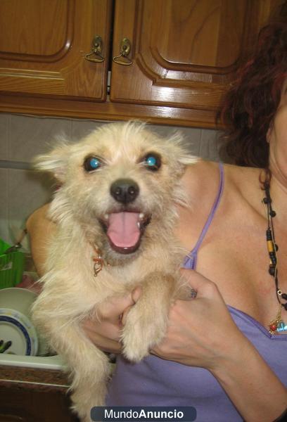 TUSCA y LILA, perritas tamaño pequeño, se quedan sin hogar