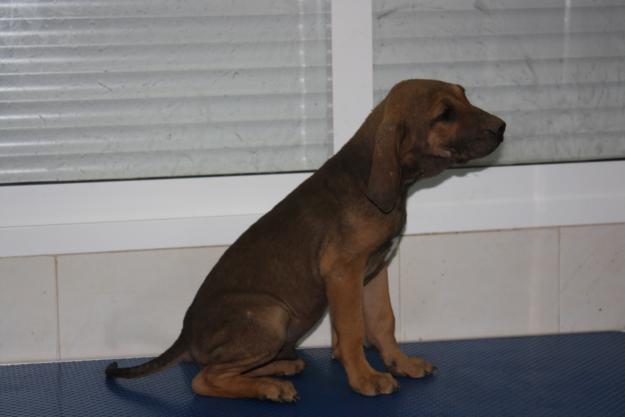 Fila brasileño