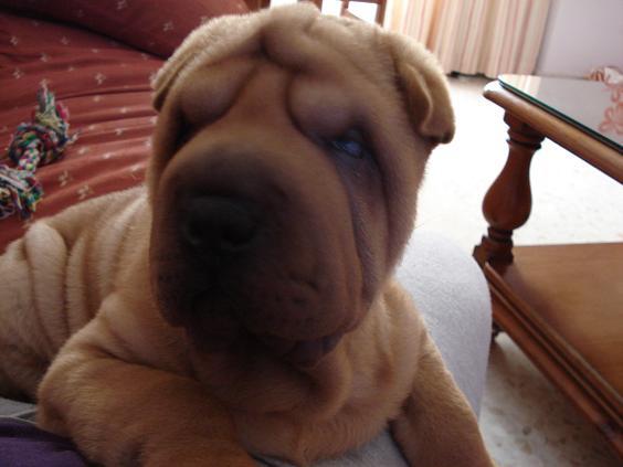 Busco Hembra de shar pei linea americana para monta