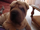 Busco Hembra de shar pei linea americana para monta - mejor precio | unprecio.es