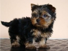 Cachorros , Yorkshire , Toy - mejor precio | unprecio.es