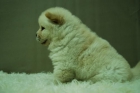 hembras y machitos de chow chow calidad extrema - mejor precio | unprecio.es