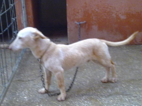 PODENCO MANETO