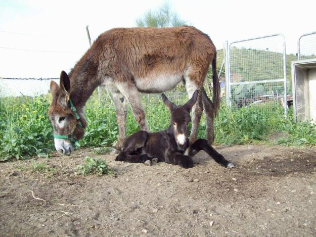 Vendo Burros