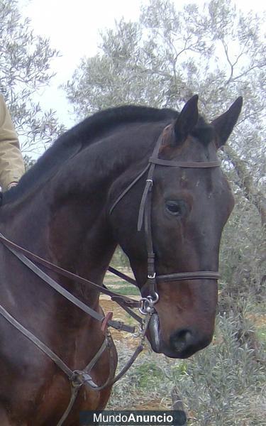 VENTA CABALLO NEGRO DE IMPORTACION