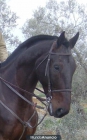 VENTA CABALLO NEGRO DE IMPORTACION - mejor precio | unprecio.es