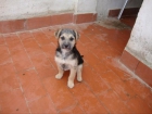 ZARA Y ZOE, cachorritas de 3 meses en ADOPCIÓN-MURCIA - mejor precio | unprecio.es