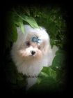 bichon maltes - mejor precio | unprecio.es