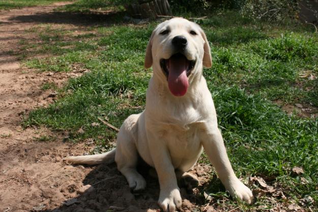 cachorros labrador a 25min de barcelona.