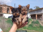 Cachorros Yorkshire 300€ - mejor precio | unprecio.es