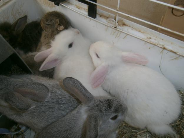 Conejos enanos
