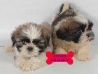 Impresionantes Shih-tzu, buen precio - mejor precio | unprecio.es