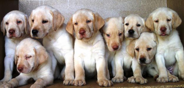 LABRADOR RETRIEVER, 180€