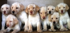 LABRADOR RETRIEVER, 180€ - mejor precio | unprecio.es