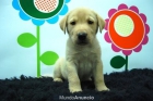 Labradores ( Camadas ) color ( Arena y Canela ) - mejor precio | unprecio.es