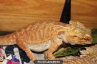 Macho  de pogona 100 % micro leatherback red-orange. - mejor precio | unprecio.es