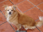 perro en adopcion - mejor precio | unprecio.es